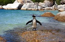 Cape Town: Cape Peninsula Half Day Private Tour
