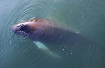 Iceland Super Saver: Northern Lights Cruise plus Whale-Watching Tour from Reykjavik