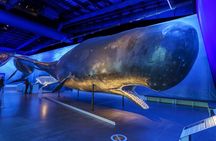 Whales Of Iceland Admission Ticket
