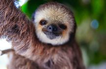 Roatan All-Inclusive Buggy Adventure, Zipline, Beach Pass plus Monkey-Sloth Park