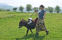 Scenic walks with mini donkeys, picnicking in the beautiful Brecon Beacons