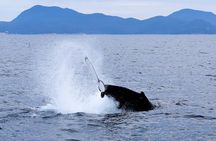 Wilsons Prom Whale Cruise