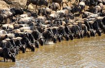 5 Days Hell's Gate, L. Naivasha, L. Nakuru & Masai Mara Luxury Safari