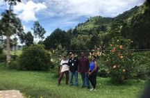Jardin Private Day Trip: Colombian Coffee Tour from Medellin