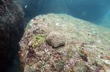 Scuba Diving in Unawatuna