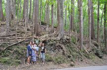 Bohol Island Countryside Tour with Buffet Lunch River Cruise (Cebu or Bohol)