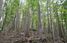 Bohol Island Countryside Tour with Buffet Lunch River Cruise (Cebu or Bohol)