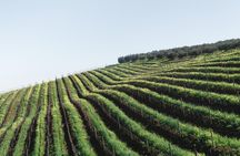 Wine & Tapas tour by electric bike (e-bike) including Ronda pickup (full day)