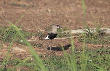 Esquipulas Bird watching Tour - Top Rainforest birding experience