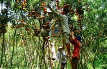Private tour to Mekong Delta 1 day