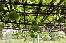 Hue Private tour to Thuy Bieu village 1 day