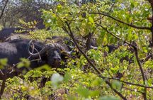 4 Days Victoria Falls Zimbabwe with Chobe National Park Safari Botswana and Livingstone Zambia