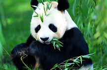 Beijing Historical Tour II including Summer Palace, Lama Temple & Panda Garden