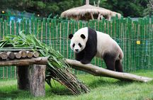 Beijing Historical Tour II including Summer Palace, Lama Temple & Panda Garden