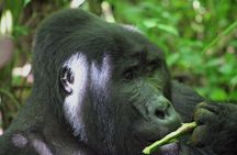 Bwindi Gorilla Safari - 3 Days
