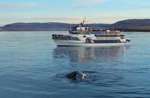 Icelandic Horse Riding and Whale Watching Tour from Reykjavik