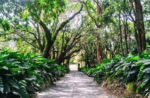 Barbados Harrison's Cave and St Nicolas Abbey Tour