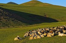 1 Day Tour: Khustai National Park