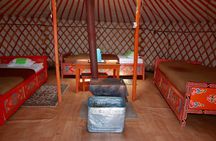 1 Day Tour: Khustai National Park