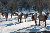 Private day tour to wildlife Parc Omega and Montebello lodge from Montreal