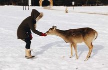 Private day tour to wildlife Parc Omega and Montebello lodge from Montreal