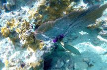 SkyReef Cozumel Snorkel & Tequila Tasting