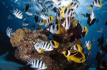 Romantic Dive for beginners in Bora Bora (2 people) with Video