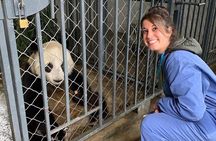 Dujiangyan Panda Volunteering Experience with Lunch