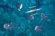 Whale Shark Watching & Tumalog Falls & Kawasan Falls