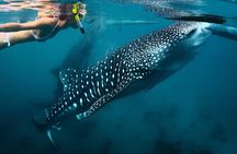 Whale Shark Watching & Tumalog Falls & Kawasan Falls
