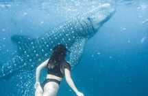 Whale Shark Watching & Tumalog Falls & Kawasan Falls
