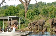 Chobe Full Day Trip