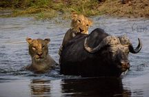 Chobe Safari Day Trip From Livingstone