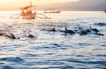 Amazing Private Tours: Dolphins Lovina and Gitgit Waterfall include Lunch