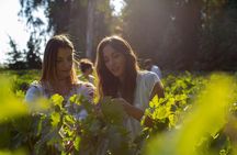 Small-Group Half Day Tour to Concha y Toro Winery
