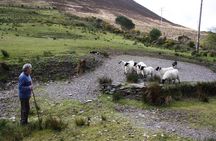 Killarney Super Saver: Dingle and Slea Head Day Trip plus Ring of Kerry and Killarney Lakes Day Trip