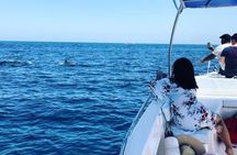 Watching Dolphins, Muscat