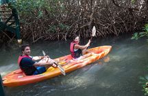 SoCoHo Eco Half Day - Mangrove Kayak & Reef Snorkeling