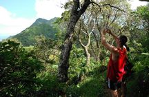 Oahu Volcanic Rainforest Hiking Adventure