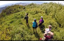 Oahu Volcanic Rainforest Hiking Adventure