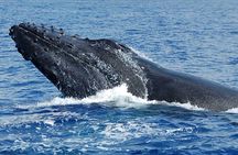 Whale Watching On The Big Island