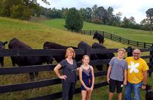 Private Walking Tour of a Real Working Cattle Ranch