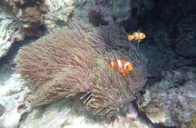 Snorkel Adventure Sea Tour to Koh Rok and Koh Haa from Koh Lanta