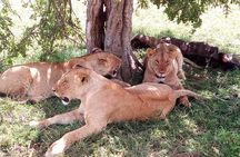 3 days Maasai Mara safari from Nairobi