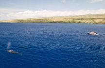Whale Watching Tour: Whales Guaranteed in Kona Waikoloa