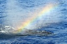 West Oahu Whale Watching Excursion
