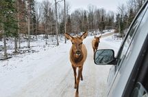 Private day tour to wildlife Parc Omega and Montebello lodge from Montreal
