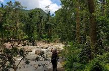 Discover El Yunque National Park: Half-Day Rainforest Tour