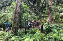 Discover El Yunque National Park: Half-Day Rainforest Tour
