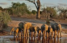 From Victoria Falls to Chobe Day Game Safari